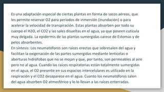 Es una adaptación especial de ciertas plantas en forma de sacos aéreos, que
les permite reservar O2 para períodos de inmersión (inundación) o para
acelerar la velocidad de transpiración. Estas plantas absorben por todo su
cuerpo el H2O, el CO2 y las sales disueltas en el agua, ya que poseen cutícula
muy delgada. La epidermis de las plantas sumergidas carece de Estomas y de
pelos absorbentes.
En síntesis: Los neumatóforos son raíces erectas que sobresalen del agua y
facilitan la oxigenación de las partes sumergidas mediante lenticelas o
aberturas hidrófobas que no se mojan y que, por tanto, son permeables al aire
pero no al agua. Cuando las raíces respiratorias están totalmente sumergidas
en el agua, el O2 presente en sus espacios intercelulares es utilizado en la
respiración y el CO2 desaparece en el agua. Cuanto los neumatóforos salen
del agua absorben O2 atmosférico y lo lo llevan a las raíces enterradas.
 