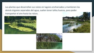 Las plantas que desarrollan sus raíces en lugares encharcados y mantienen los
demás órganos separados del agua, suelen tener tallos huecos, para poder
transportar el aire hasta las raíces.
 