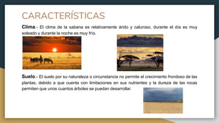 CARACTERÍSTICAS
Clima.- El clima de la sabana es relativamente árido y caluroso, durante el día es muy
soleado y durante la noche es muy frío.
Suelo.- El suelo por su naturaleza o circunstancia no permite el crecimiento frondoso de las
plantas, debido a que cuenta con limitaciones en sus nutrientes y la dureza de las rocas
permiten que unos cuantos árboles se puedan desarrollar.
 