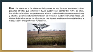 Flora.- La vegetación en la sabana se distingue por ser muy dispersa, aunque predominan
pequeños arbustos, que en tiempo de lluvias pueden llegar alcanzar tres metros de altura.
Los árboles de la sabana son generalmente leñosos, predominando plantas como gramíneas
y arbustos, que crecen abundantemente con las lluvias que pueden durar varios meses. Las
plantas de las sábanas son de raíces largas y se encuentran plenamente adaptadas tanto a
la sequía como a las posteriores inundaciones.
 