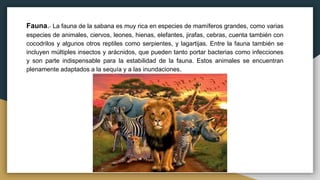 Fauna.- La fauna de la sabana es muy rica en especies de mamíferos grandes, como varias
especies de animales, ciervos, leones, hienas, elefantes, jirafas, cebras, cuenta también con
cocodrilos y algunos otros reptiles como serpientes, y lagartijas. Entre la fauna también se
incluyen múltiples insectos y arácnidos, que pueden tanto portar bacterias como infecciones
y son parte indispensable para la estabilidad de la fauna. Estos animales se encuentran
plenamente adaptados a la sequía y a las inundaciones.
 