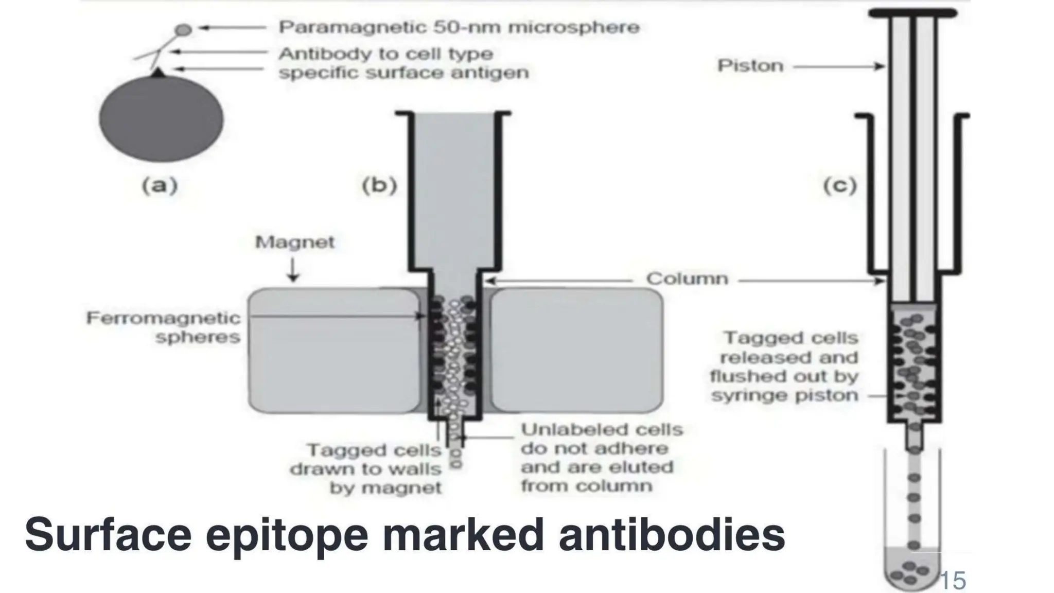 CELL SYNCHRONIZATION (PHYSICAL SEPARATION AND CHEMICAL BLOCKADE) | PPTX
