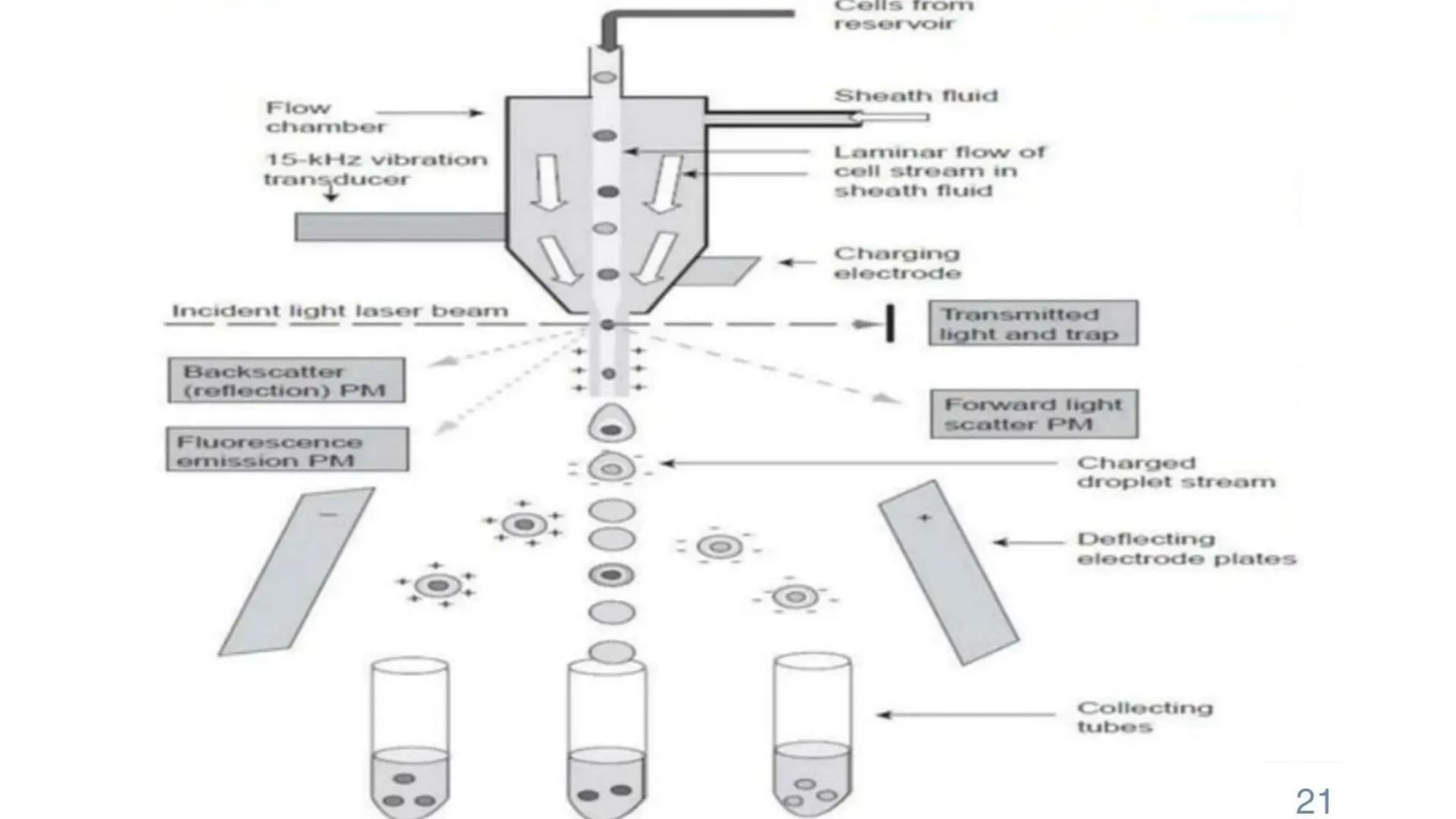 CELL SYNCHRONIZATION (PHYSICAL SEPARATION AND CHEMICAL BLOCKADE) | PPTX