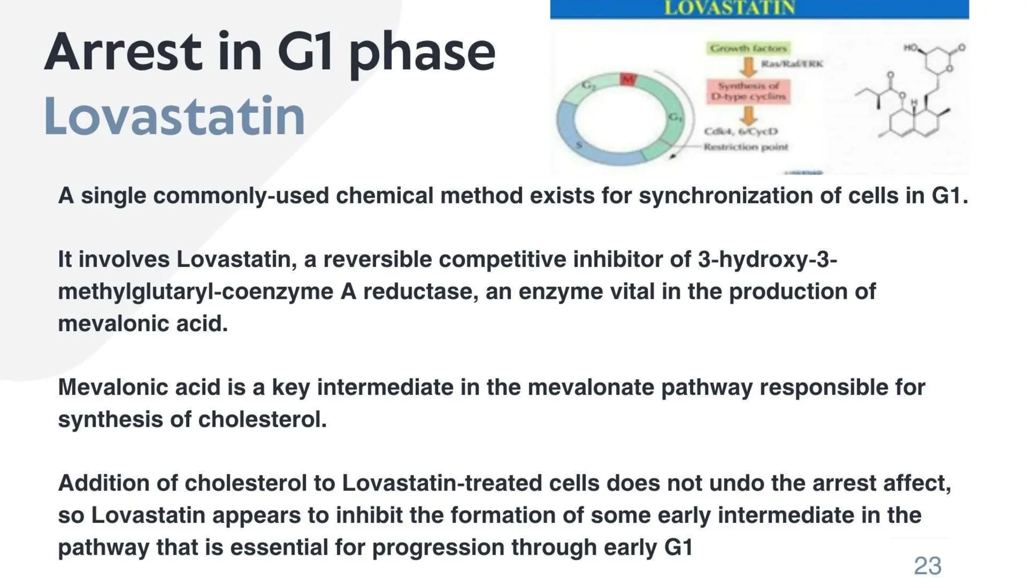 CELL SYNCHRONIZATION (PHYSICAL SEPARATION AND CHEMICAL BLOCKADE) | PPTX