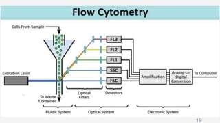 CELL SYNCHRONIZATION (PHYSICAL SEPARATION AND CHEMICAL BLOCKADE) | PPTX