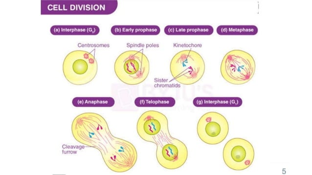 CELL SYNCHRONIZATION (PHYSICAL SEPARATION AND CHEMICAL BLOCKADE) | PPTX