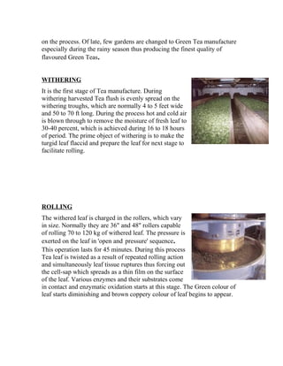 on the process. Of late, few gardens are changed to Green Tea manufacture 
especially during the rainy season thus producing the finest quality of 
flavoured Green Teas. 
WITHERING 
It is the first stage of Tea manufacture. During 
withering harvested Tea flush is evenly spread on the 
withering troughs, which are normally 4 to 5 feet wide 
and 50 to 70 ft long. During the process hot and cold air 
is blown through to remove the moisture of fresh leaf to 
30-40 percent, which is achieved during 16 to 18 hours 
of period. The prime object of withering is to make the 
turgid leaf flaccid and prepare the leaf for next stage to 
facilitate rolling. 
ROLLING 
The withered leaf is charged in the rollers, which vary 
in size. Normally they are 36" and 48" rollers capable 
of rolling 70 to 120 kg of withered leaf. The pressure is 
exerted on the leaf in 'open and pressure' sequence. 
This operation lasts for 45 minutes. During this process 
Tea leaf is twisted as a result of repeated rolling action 
and simultaneously leaf tissue ruptures thus forcing out 
the cell-sap which spreads as a thin film on the surface 
of the leaf. Various enzymes and their substrates come 
in contact and enzymatic oxidation starts at this stage. The Green colour of 
leaf starts diminishing and brown coppery colour of leaf begins to appear. 
 