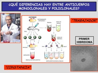 ¿QUÉ DIFERENCIAS HAY ENTRE ANTICUERPOS
      MONOCLONALES Y POLICLONALES?


                              “TRABAJADOR”




                                  PRIMER
                                 HIBRIDOMA




“CONSTANCIA”
 