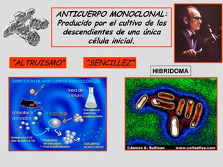 ANTICUERPO MONOCLONAL:
         Producido por el cultivo de los
          descendientes de una única
                 célula inicial.

“ALTRUISMO”      “SENCILLEZ”
                                   HIBRIDOMA
 
