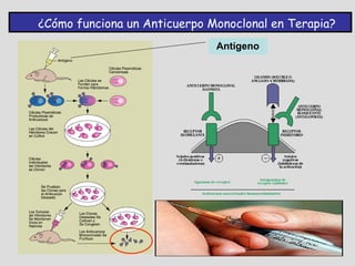 ¿Cómo funciona un Anticuerpo Monoclonal en Terapia?
                              Antígeno
 