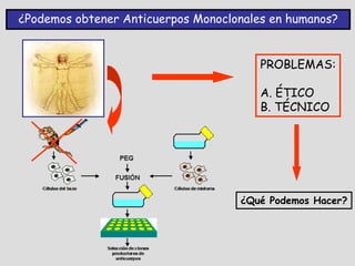 ¿Podemos obtener Anticuerpos Monoclonales en humanos?


                                        PROBLEMAS:

                                        A. ÉTICO
                                        B. TÉCNICO




                                    ¿Qué Podemos Hacer?
 