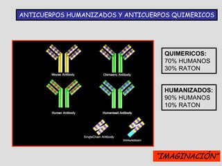 ANTICUERPOS HUMANIZADOS Y ANTICUERPOS QUIMERICOS




                                   QUIMERICOS:
                                   70% HUMANOS
                                   30% RATON


                                   HUMANIZADOS:
                                   90% HUMANOS
                                   10% RATON




                                 “IMAGINACIÓN”
 