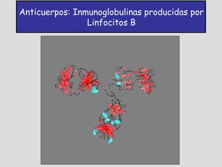 Anticuerpos: Inmunoglobulinas producidas por
                Linfocitos B
 