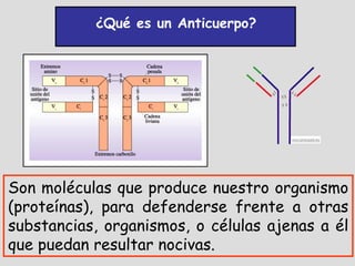 ¿Qué es un Anticuerpo?




Son moléculas que produce nuestro organismo
(proteínas), para defenderse frente a otras
substancias, organismos, o células ajenas a él
que puedan resultar nocivas.
 