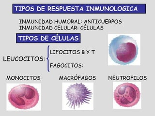 TIPOS DE RESPUESTA INMUNOLOGICA

    INMUNIDAD HUMORAL: ANTICUERPOS
    INMUNIDAD CELULAR: CÉLULAS

   TIPOS DE CÉLULAS

              LIFOCITOS B Y T
LEUCOCITOS:
              FAGOCITOS:

MONOCITOS        MACRÓFAGOS     NEUTROFILOS
 