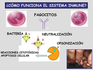 ¿CÓMO FUNCIONA EL SISTEMA INMUNE?

                   FAGOCITOS




   BACTERIA              NEUTRALIZACIÓN

                                OPSONIZACIÓN

REACCIONES CITOTÓXICAS
APOPTOSIS CELULAR
 