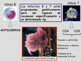 Célula B                                       Célula T
              Los linfocitos B y T están
              programados    genéticamente
              para    ser    capaces    de
              reconocer específicamente a
              un determinado Ag.


ANTICUERPOS                                  CD4       CD8

                                       *Ayudar a cél B (Ab)

                                       *Reconocer y destruir
                                       patógenos

                                       *Calidad de la
                                       respuesta Inmune
 