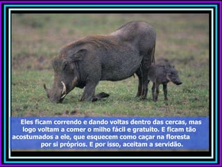 Eles ficam correndo e dando voltas dentro das cercas, mas logo voltam a comer o milho fácil e gratuito. E ficam tão acostumados a ele, que esquecem como caçar na floresta  por si próprios. E por isso, aceitam a servidão. 