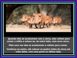 Quando eles se acostumam com a cerca, eles voltam para
comer o milho e coloca-se, do outro lado, uma nova cerca.
 Mais uma vez eles se acostumam e voltam para comer.
Continua-se assim, até colocar os quatro lados da cerca em
       volta deles, com uma porta no último lado.
 