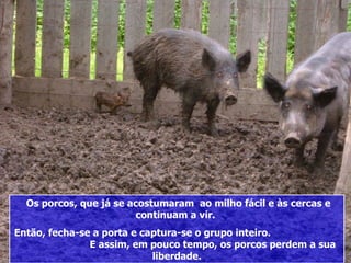 Os porcos, que já se acostumaram ao milho fácil e às cercas e
                         continuam a vir.
Então, fecha-se a porta e captura-se o grupo inteiro.
               E assim, em pouco tempo, os porcos perdem a sua
                            liberdade.
 