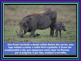 Eles ficam correndo e dando voltas dentro das cercas, mas
   logo voltam a comer o milho fácil e gratuito. E ficam tão
acostumados a ele, que esquecem como caçar na floresta
          por si próprios. E por isso, aceitam a servidão.
 
