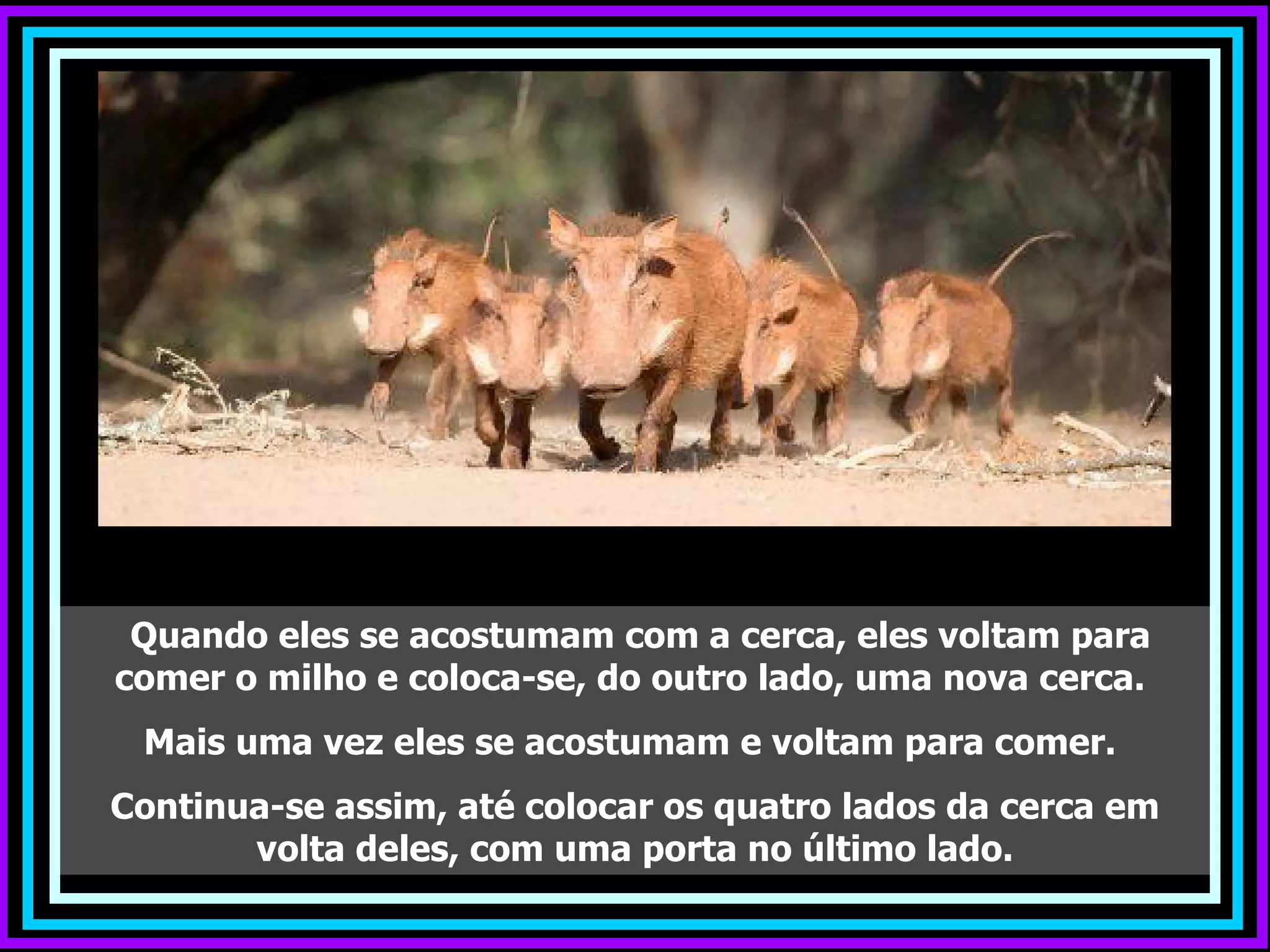 Quando eles se acostumam com a cerca, eles voltam para
comer o milho e coloca-se, do outro lado, uma nova cerca.
 Mais uma vez eles se acostumam e voltam para comer.
Continua-se assim, até colocar os quatro lados da cerca em
       volta deles, com uma porta no último lado.
 