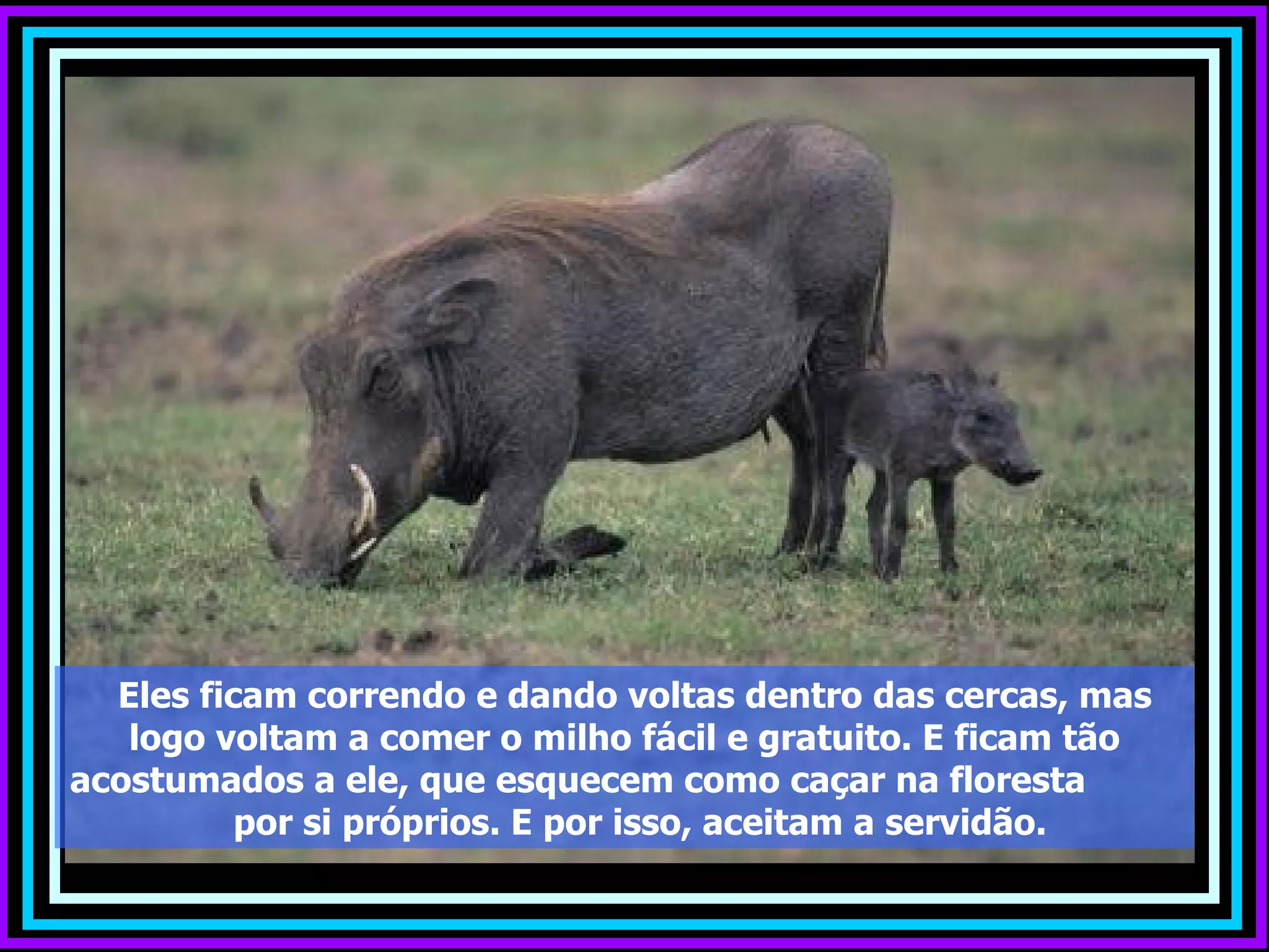 Eles ficam correndo e dando voltas dentro das cercas, mas
   logo voltam a comer o milho fácil e gratuito. E ficam tão
acostumados a ele, que esquecem como caçar na floresta
          por si próprios. E por isso, aceitam a servidão.
 