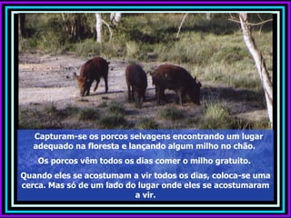 Capturam-se os porcos selvagens encontrando um lugar
   adequado na floresta e lançando algum milho no chão.
    Os porcos vêm todos os dias comer o milho gratuito.
Quando eles se acostumam a vir todos os dias, coloca-se uma
cerca. Mas só de um lado do lugar onde eles se acostumaram
                           a vir.
 