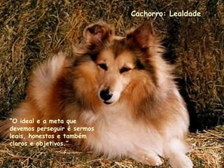 Cachorro: Lealdade
“O ideal e a meta que
devemos perseguir é sermos
leais, honestos e também
claros e objetivos.”
.
.
.
.
 