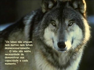 “Os lobos não atacam
sem motivo nem lutam
desnecessariamente.
... O lobo não sente
necessidade de
demonstrar sua
capacidade a cada
momento.”
.
.
.
 