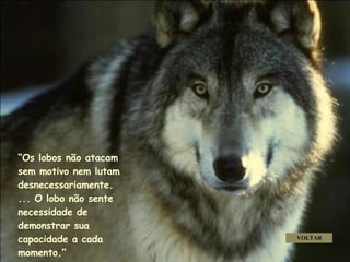 “ Os lobos não atacam sem motivo nem lutam desnecessariamente.  ... O lobo não sente necessidade de demonstrar sua capacidade a cada momento.” VOLTAR . . . 