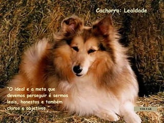 Cachorro: Lealdade “ O ideal e a meta que devemos perseguir é sermos leais, honestos e também claros e objetivos.” VOLTAR . . . . 
