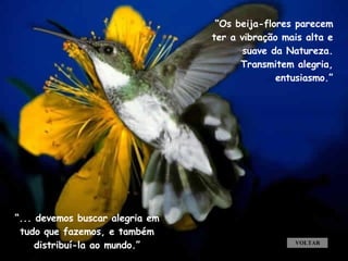 VOLTAR “ Os beija-flores parecem ter a vibração mais alta e suave da Natureza. Transmitem alegria, entusiasmo.” “ ... devemos buscar alegria em tudo que fazemos, e também distribuí-la ao mundo.” . . 