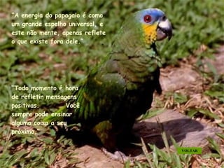 “ A energia do papagaio é como um grande espelho universal, e este não mente, apenas reflete o que existe fora dele.” “ Todo momento é hora de refletir mensagens positivas.  Você sempre pode ensinar alguma coisa a seu próximo.” VOLTAR . . . . . 