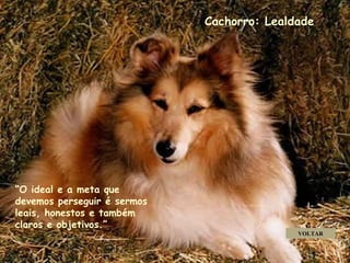 Cachorro: Lealdade “ O ideal e a meta que devemos perseguir é sermos leais, honestos e também claros e objetivos.” VOLTAR . . . . 