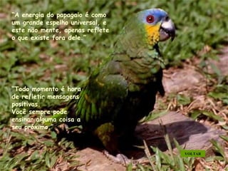 “ A energia do papagaio é como um grande espelho universal, e este não mente, apenas reflete o que existe fora dele.” “ Todo momento é hora de refletir mensagens positivas.  Você sempre pode ensinar alguma coisa a seu próximo.” VOLTAR . . . . . 