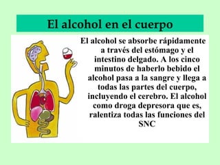 El alcohol en el cuerpo
El alcohol se absorbe rápidamente
a través del estómago y el
intestino delgado. A los cinco
minutos de haberlo bebido el
alcohol pasa a la sangre y llega a
todas las partes del cuerpo,
incluyendo el cerebro. El alcohol
como droga depresora que es,
ralentiza todas las funciones del
SNC

 