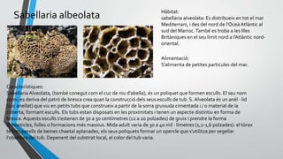 Hàbitat:
sabellaria alveolata: Es distribueix en tot el mar
Mediterrani, i des del nord de l'Oceà Atlàntic al
sud del Marroc.També es troba a les Illes
Britàniques en el seu límit nord a l'Atlàntic nord-
oriental.
Característiques:
Sabellaria Alveolata, (també conegut com el cuc de niu d'abella), és un poliquet que formen esculls. El seu nom
comú es deriva del patró de bresca crea quan la construcció dels seus esculls de tub. S. Alveolata és un anèl · lid
(cuc anellat) que viu en petits tubs que construeix a partir de la sorra gruixuda cimentada i / o material de la
coberta, formant esculls. Els tubs estan disposats en les proximitats i tenen un aspecte distintiu en forma de
bresca. Aquests esculls s'estenen de 30 a 50 centímetres (12 a 20 polzades) de gruix i prendre la forma
d'monticles, fulles o formacions més massius. Mida adult varia de 30 a 40 mil · límetres (1,2-1,6 polzades). el tòrax
té tres parells de beines chaetal aplanades, els seus poliquets formar un opercle que s'utilitza per segellar
l'obertura del tub. Depenent del substrat local, el color del tub varia.
Alimentació:
S’alimenta de petites particules del mar.
Sabellaria albeolata
 