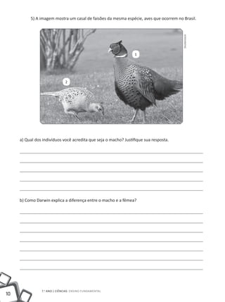 5) A imagem mostra um casal de faisões da mesma espécie, aves que ocorrem no Brasil.




                                                                                       Shutterstock
                                                                  1




                              2




     a) Qual dos indivíduos você acredita que seja o macho? Justifique sua resposta.




     b) Como Darwin explica a diferença entre o macho e a fêmea?




                7.o ano | ciências Ensino Fundamental
10
 