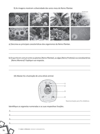 9) As imagens mostram a diversidade dos seres vivos do Reino Plantae.
                                                                                                   Shutterstock




     a) Descreva as principais características dos organismos do Reino Plantae.




     b) O que há em comum entre as plantas (Reino Plantae), as algas (Reino Protista) e as cianobactérias
        (Reino Monera)? Explique sua resposta.




          10) Abaixo há a ilustração de uma célula animal.


                                                                         1
                                                                         2


                                                                         3


                                                                         4

                                                                             Representação para fins didáticos


     Identifique as organelas numeradas e as suas respectivas funções.
     1.

     2.

     3.

     4.


                7.o ano | ciências Ensino Fundamental
14
 