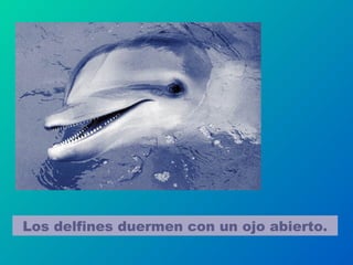 Los delfines duermen con un ojo abierto.
 