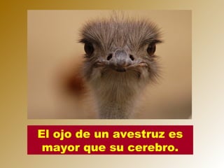El ojo de un avestruz es
 mayor que su cerebro.
 