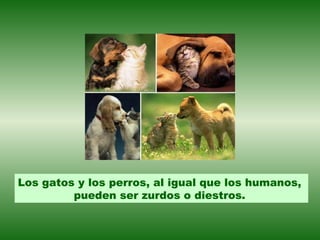 Los gatos y los perros, al igual que los humanos,
         pueden ser zurdos o diestros.
 