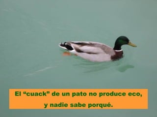 El “cuack” de un pato no produce eco,
        y nadie sabe porqué.
 