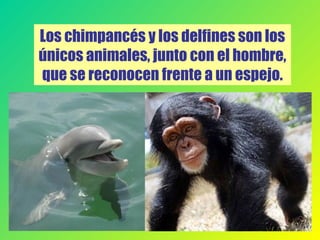 Los chimpancés y los delfines son los
únicos animales, junto con el hombre,
que se reconocen frente a un espejo.
 