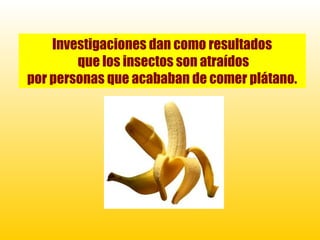 Investigaciones dan como resultados
        que los insectos son atraídos
por personas que acababan de comer plátano.
 