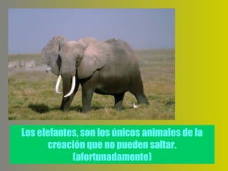 Los elefantes, son los únicos animales de la
       creación que no pueden saltar.
            (afortunadamente)
 