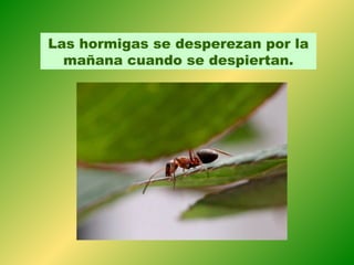 Las hormigas se desperezan por la
  mañana cuando se despiertan.
 