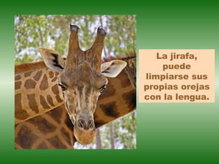 La jirafa,
    puede
limpiarse sus
propias orejas
con la lengua.
 
