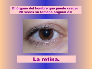 El órgano del hombre que puede crecer
    20 veces su tamaño original es:




           La retina.
 